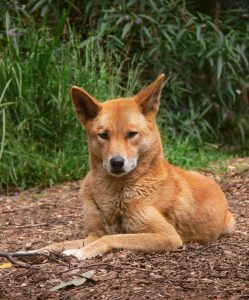 Dingo – Facts, Puppies, Temperament, Breeders, Price