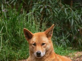 Dingo