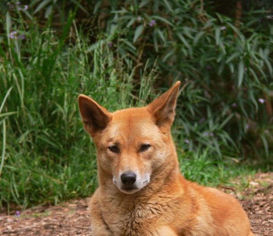 Dingo