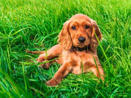 English Cocker Spaniel