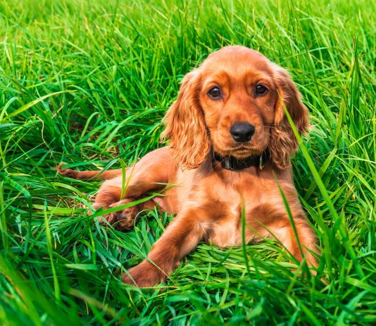 English Cocker Spaniel
