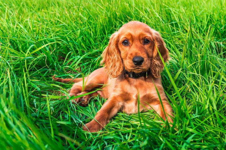 English Cocker Spaniel