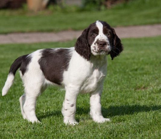 English Springer Spaniel