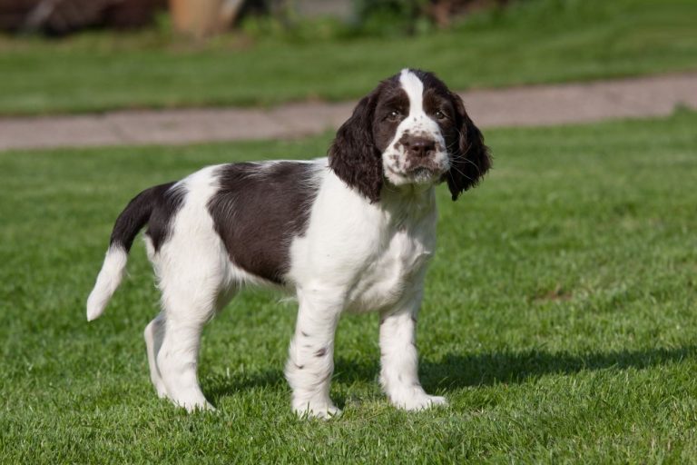 English Springer Spaniel