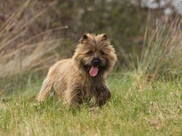 Cairn Terrier