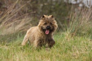 Cairn Terrier – Facts, Puppies, Temperament, Breeders