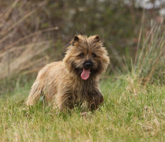 Cairn Terrier