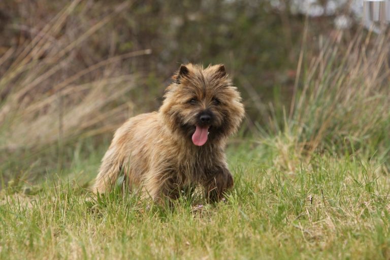 Cairn Terrier