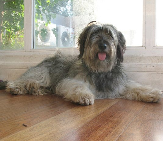 Catalan Sheepdog