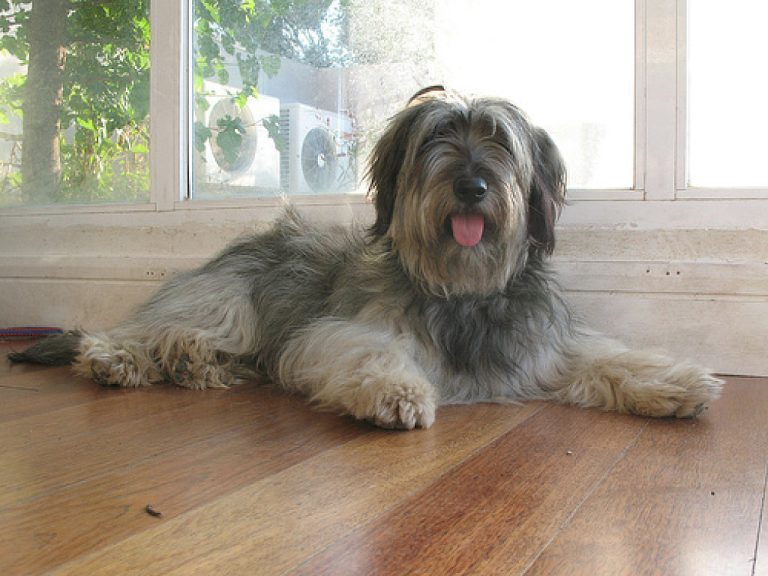 Catalan Sheepdog