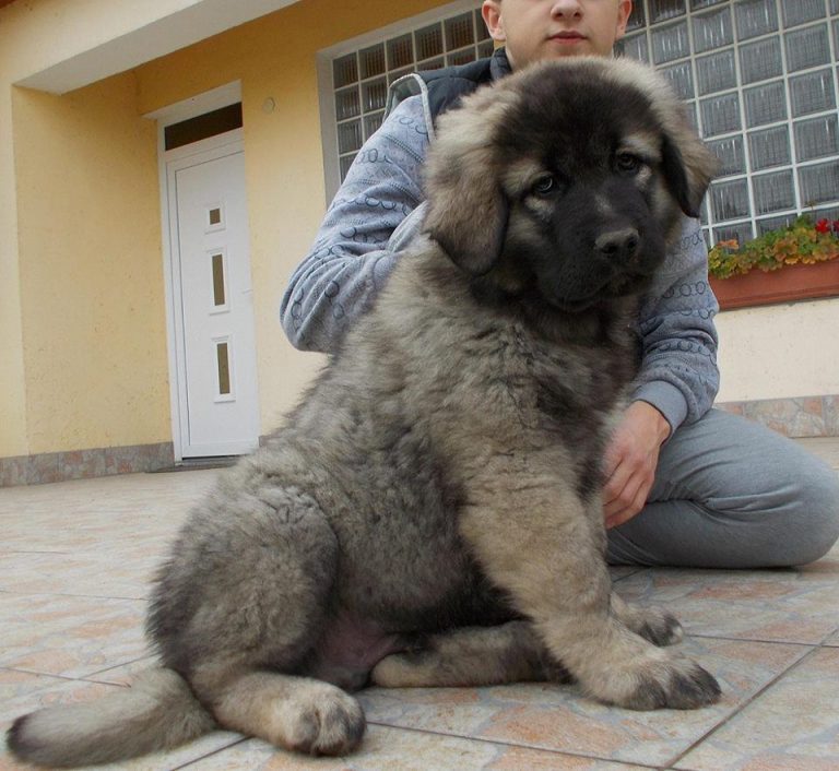 Caucasian Shepherd Dog - Facts, Pictures, Puppies, Temperament, Breeders, Price