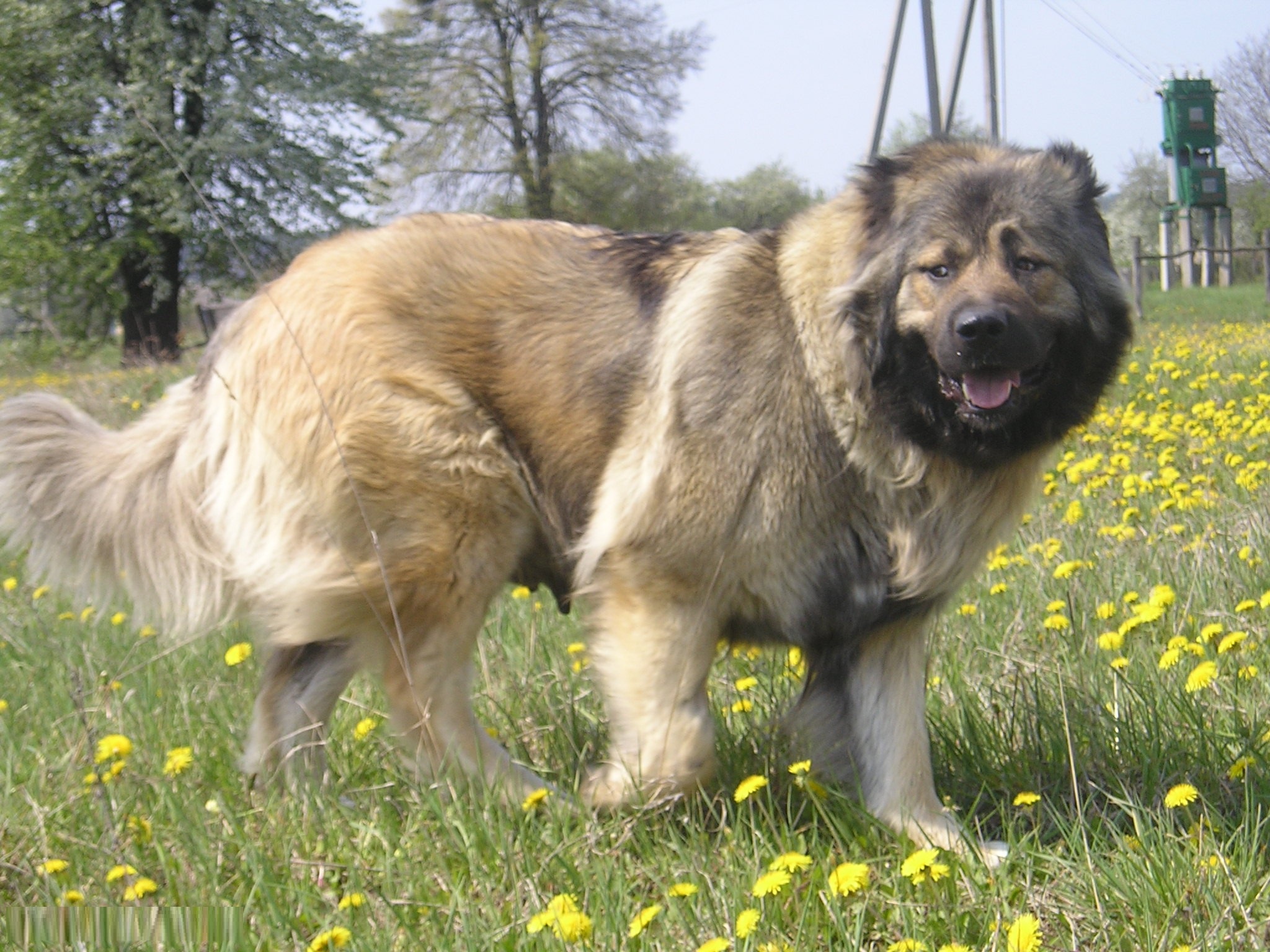 Caucasian Shepherd Dog Facts Pictures Puppies Temperament Breeders Price Animals Adda