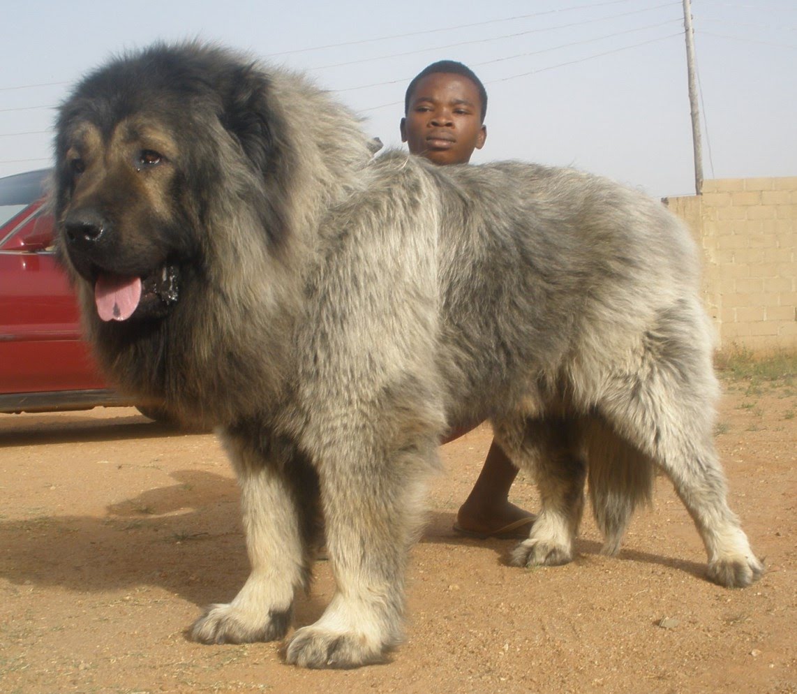 Mean Caucasian Shepherd