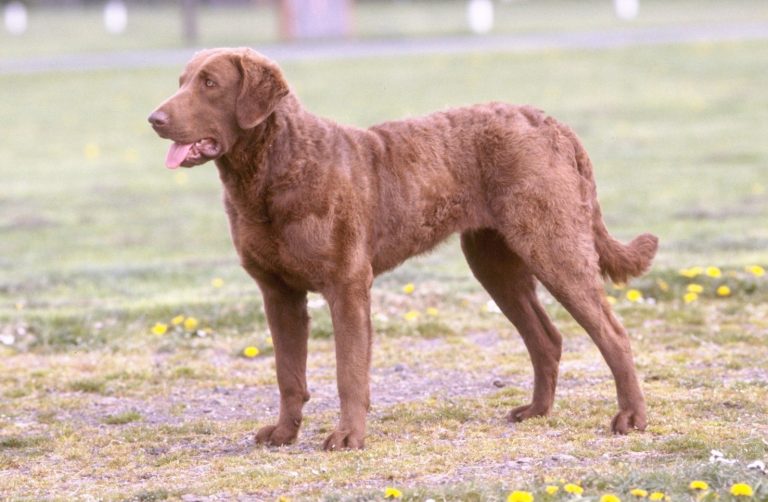 Chesapeake Bay Retriever