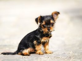 Chorkie