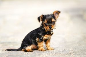 Chorkie – Facts, Pictures, Puppies, Temperament, Breeders, Price