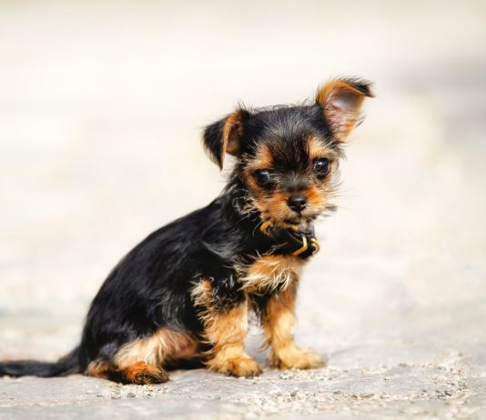 Chorkie