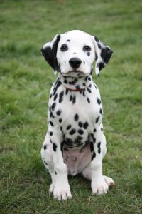 Dalmatian Dog – Facts, Pictures, Puppies, Temperament, Breeders, Price