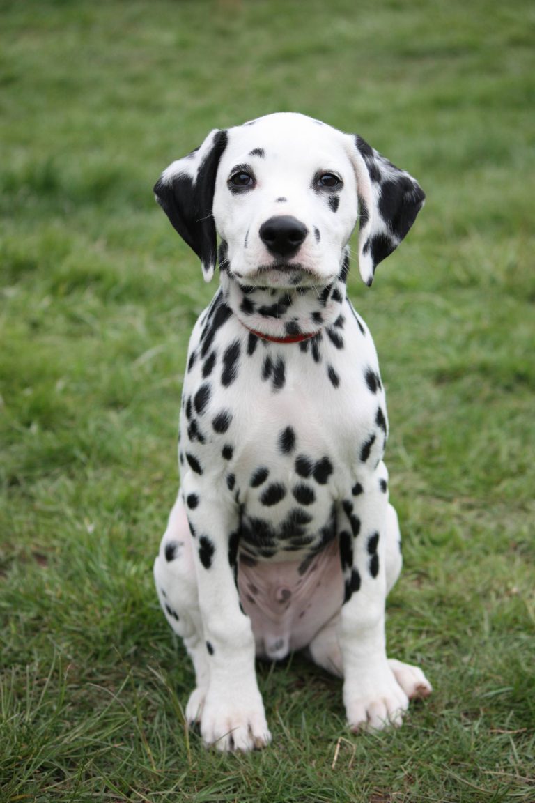 Dalmatian dog