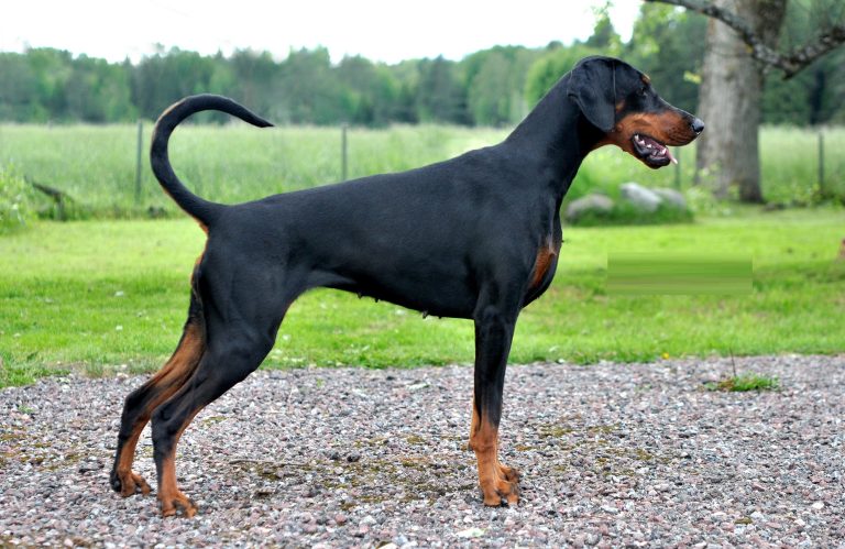 Doberman Pinscher