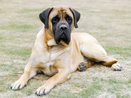 English Mastiff