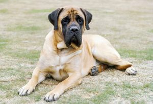 English Mastiff – Facts, Puppies, Temperament, Breeders, Price