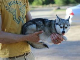 Alaskan Klee Kai