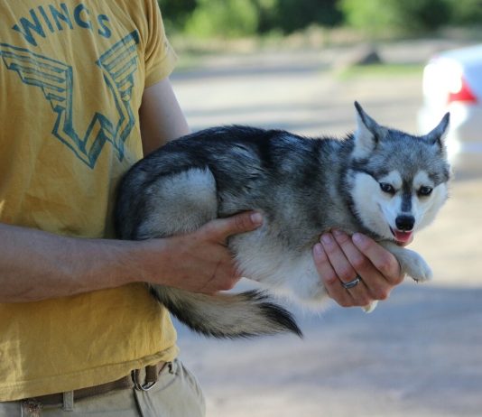 Alaskan Klee Kai