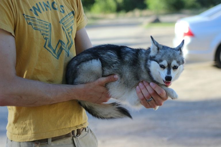 Alaskan Klee Kai