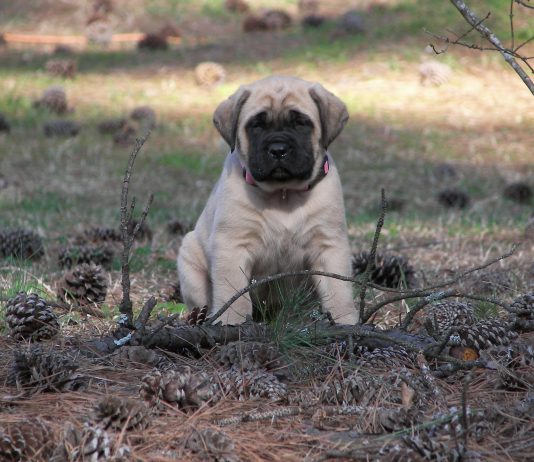 American Mastiff