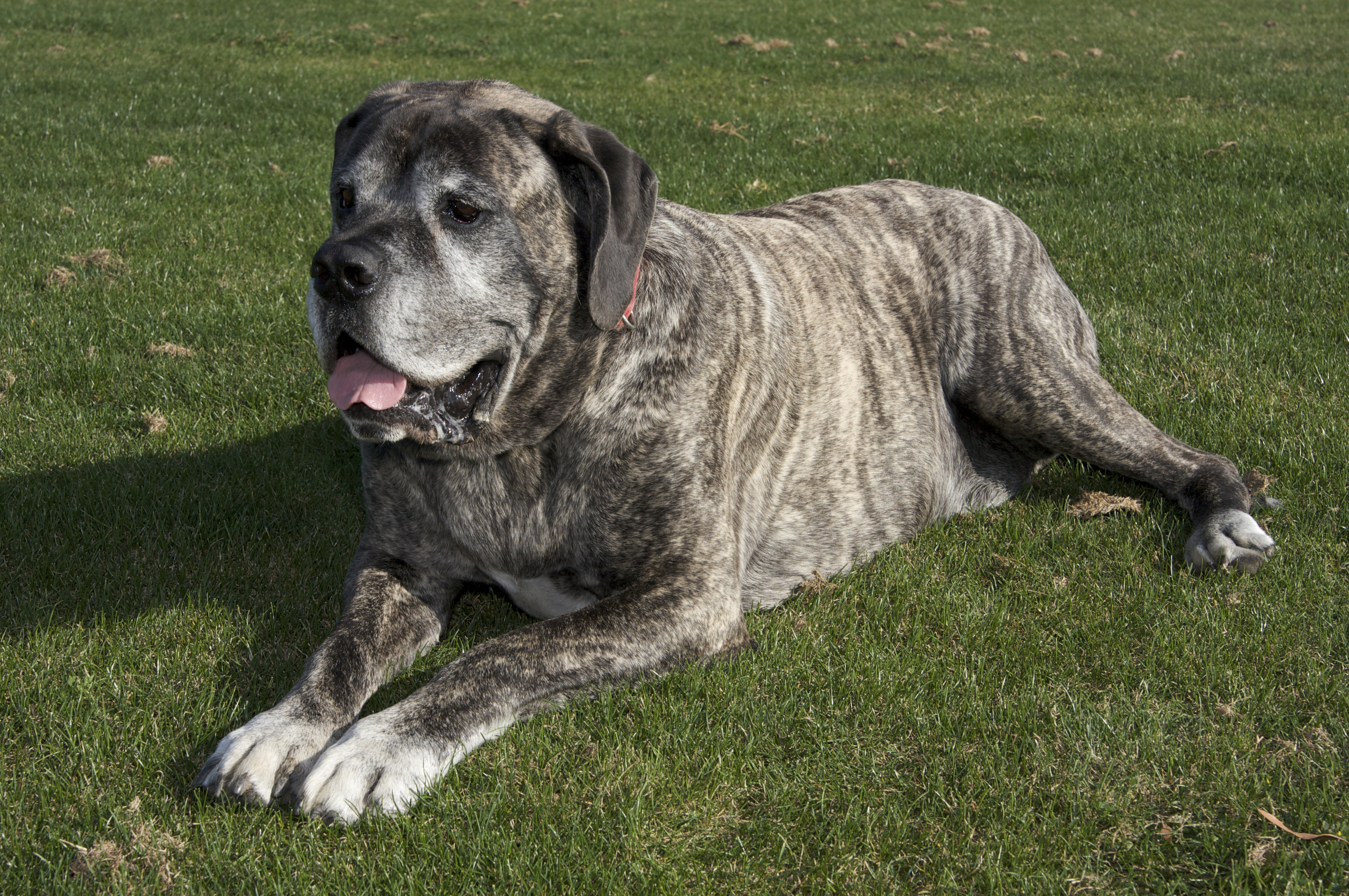Фото крупных собак разных пород с названиями