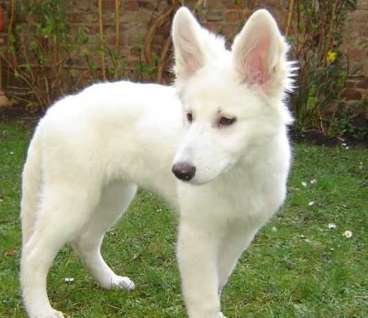 American White Shepherd