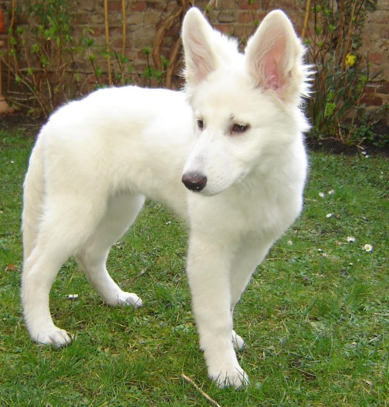 American White Shepherd