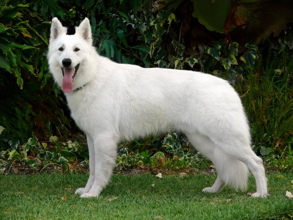 is the white shepherd legal in bolivia
