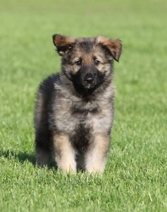 Carpathian Shepherd Dog – Facts, Pictures, Puppies, Temperament, Breeders, Price