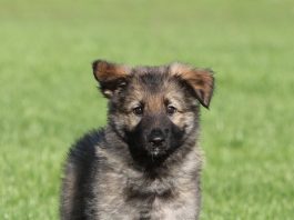 Carpathian Shepherd Dog