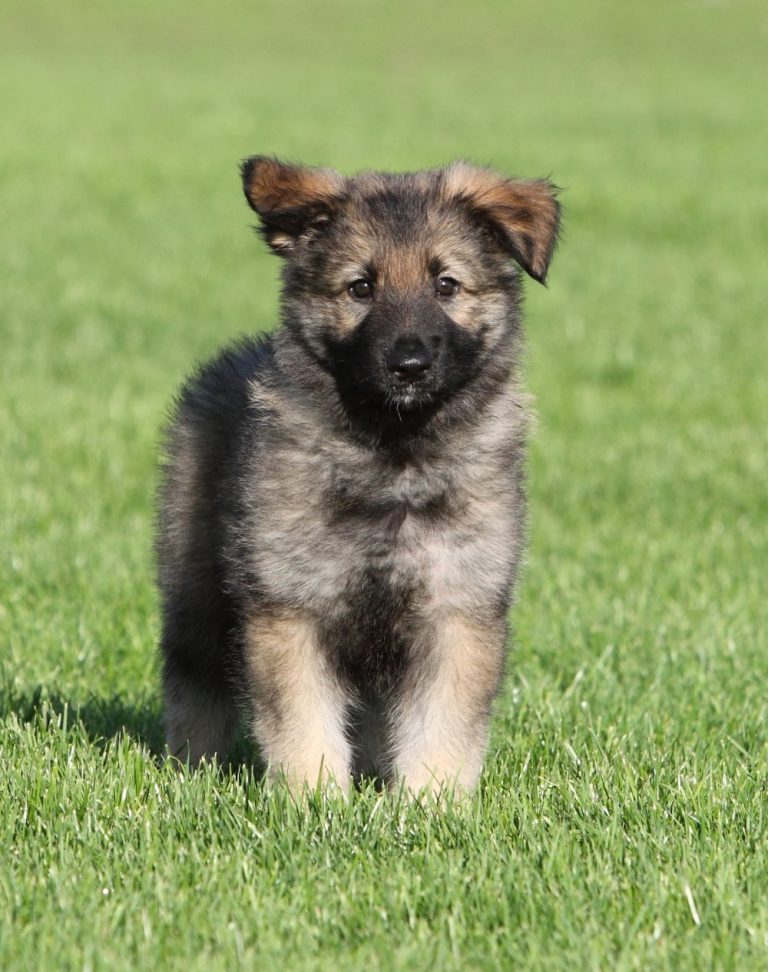 Carpathian Shepherd Dog