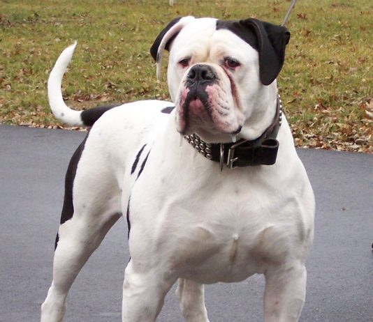 Catahoula bulldog