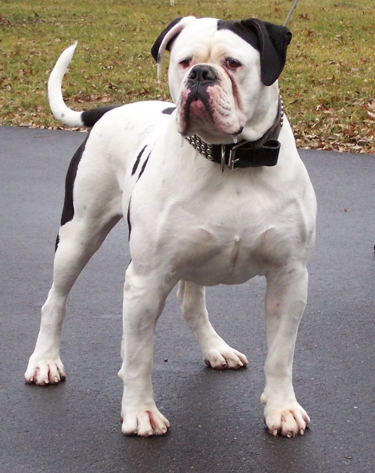 Catahoula bulldog