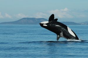 Killer Whale – Pictures, Facts, Appearance, Diet, Behavior, Lifestyle