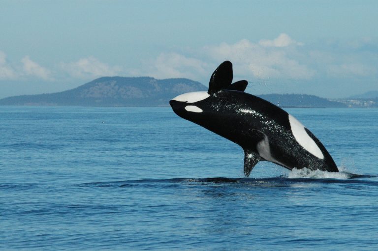 Killer Whale