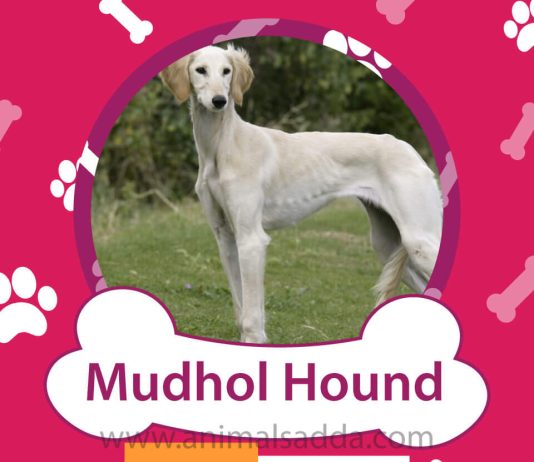Mudhol Hound