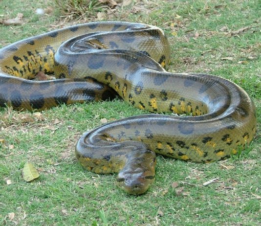 anaconda