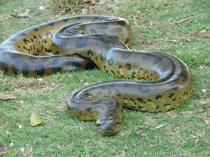 Greem Anaconda - Facts, Pictures, Size, Habitat, Diet, Appearance 