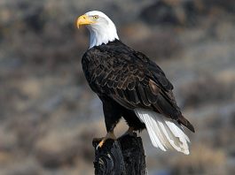 bald eagle