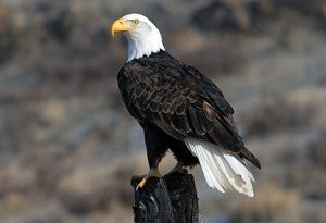 Bald Eagle – Facts, Pictures, Habitat, Diet, Appearance, Characteristics