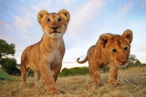 Lion – Pictures, Facts, Appearance, Diet, Behavior, Lifestyle