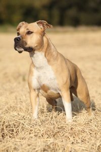 American Staffordshire Terrier – Facts, Puppies, Temperament, Breeders, Price