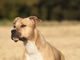 American Staffordshire Terrier