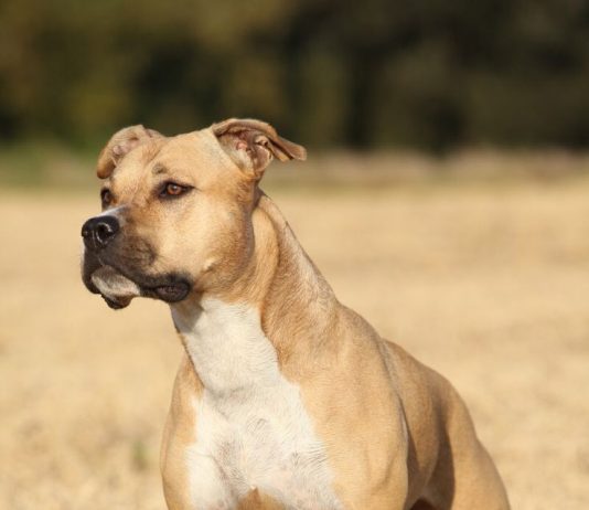 American Staffordshire Terrier